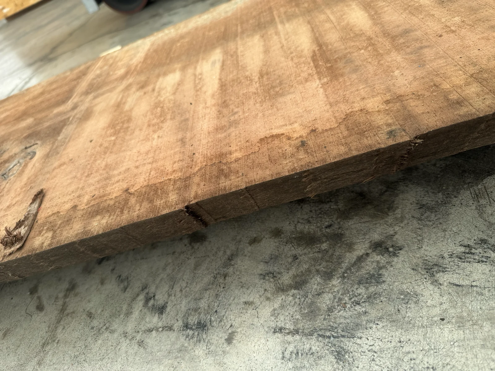 Pale sapwood band against dark heartwood on a European walnut slab edge