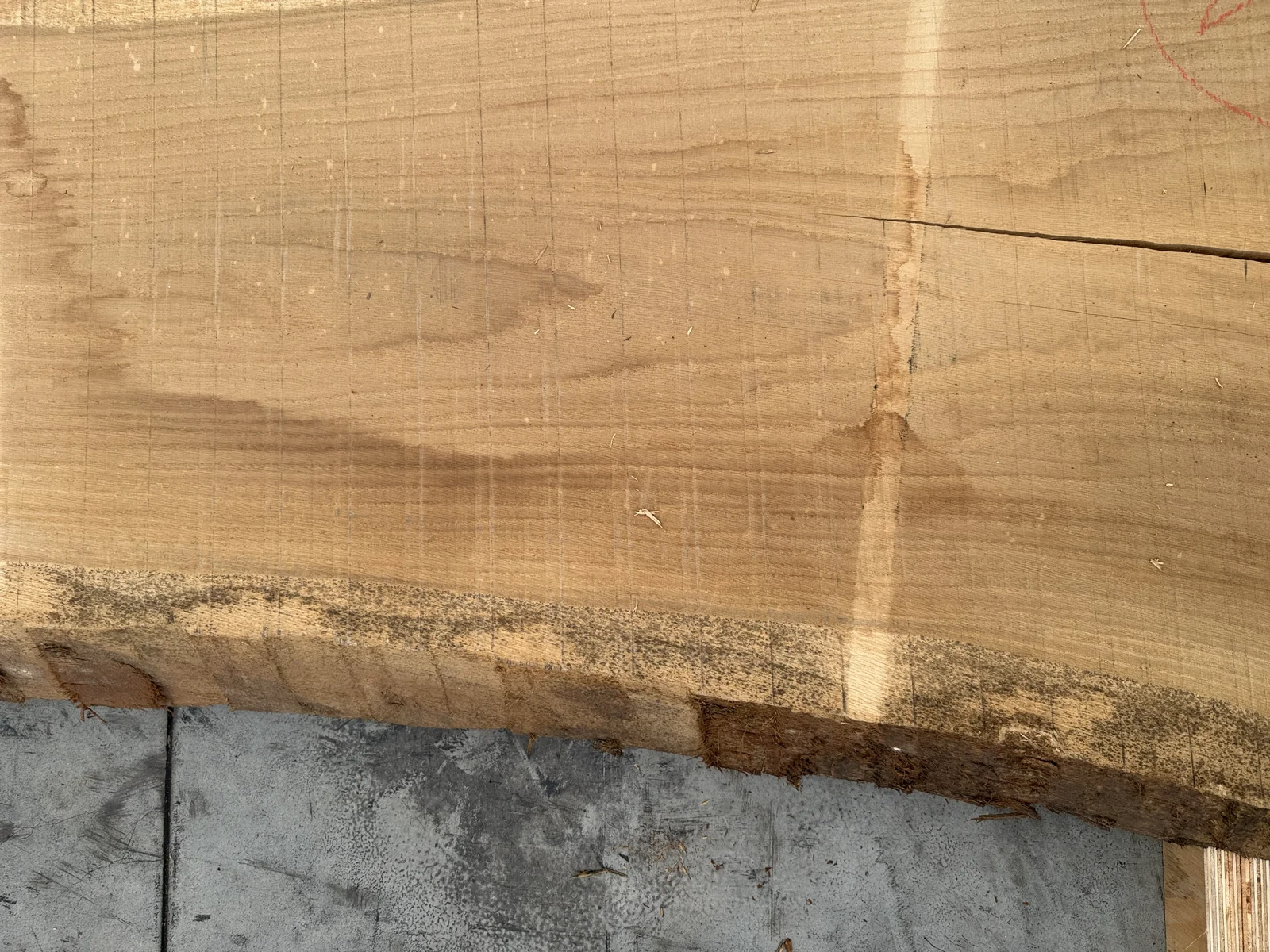End grain of a European oak slab showing growth rings