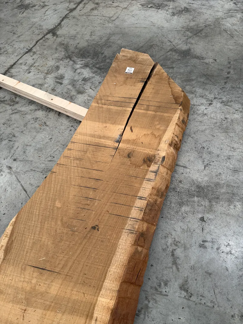 European Oak 4
