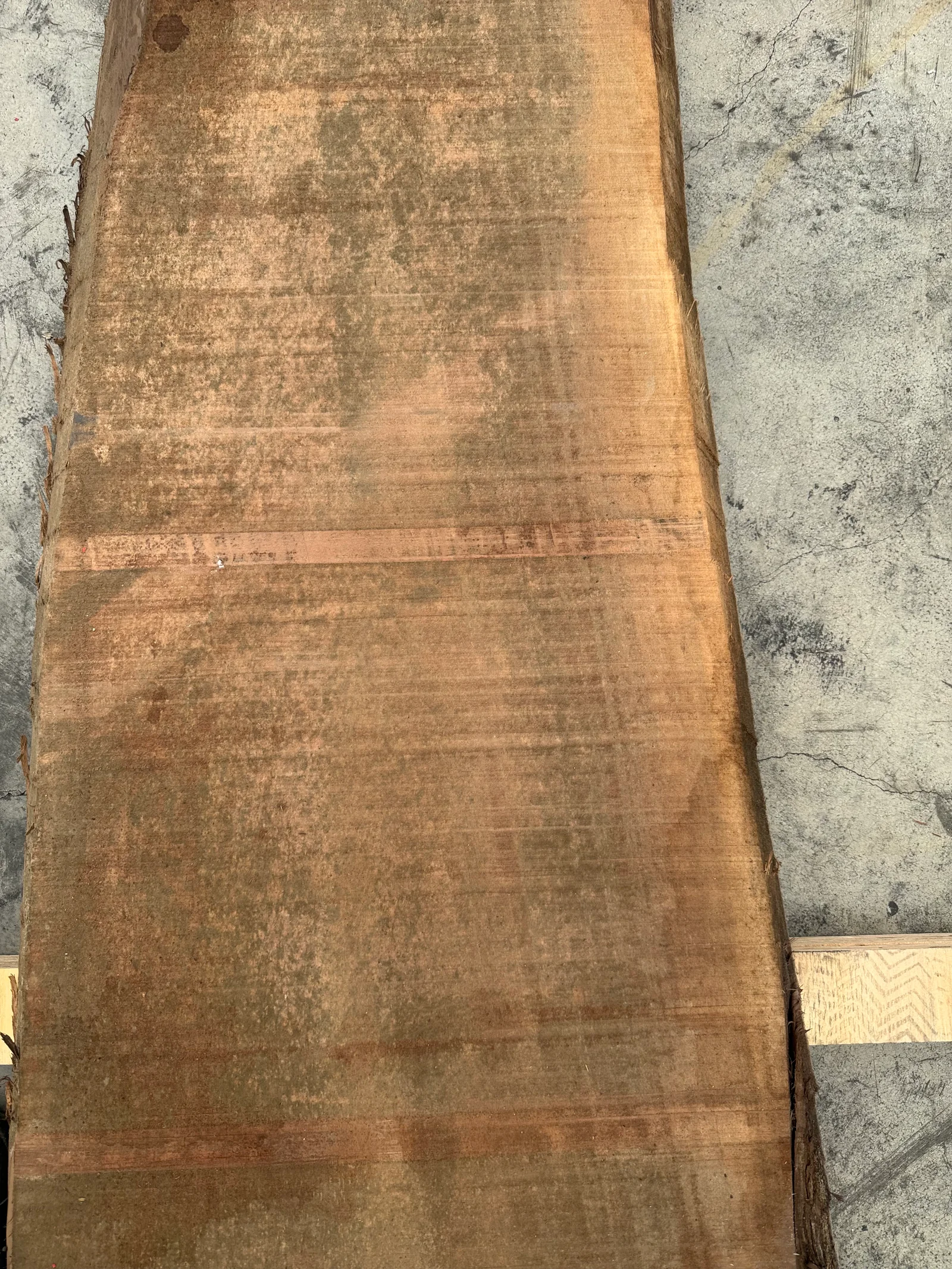 End-grain view of the European walnut slab showing thickness, growth pattern, and rough-sawn character.