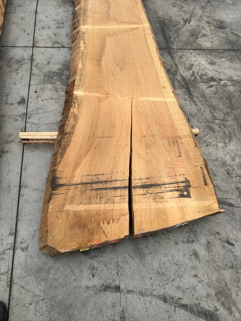 European Oak 3