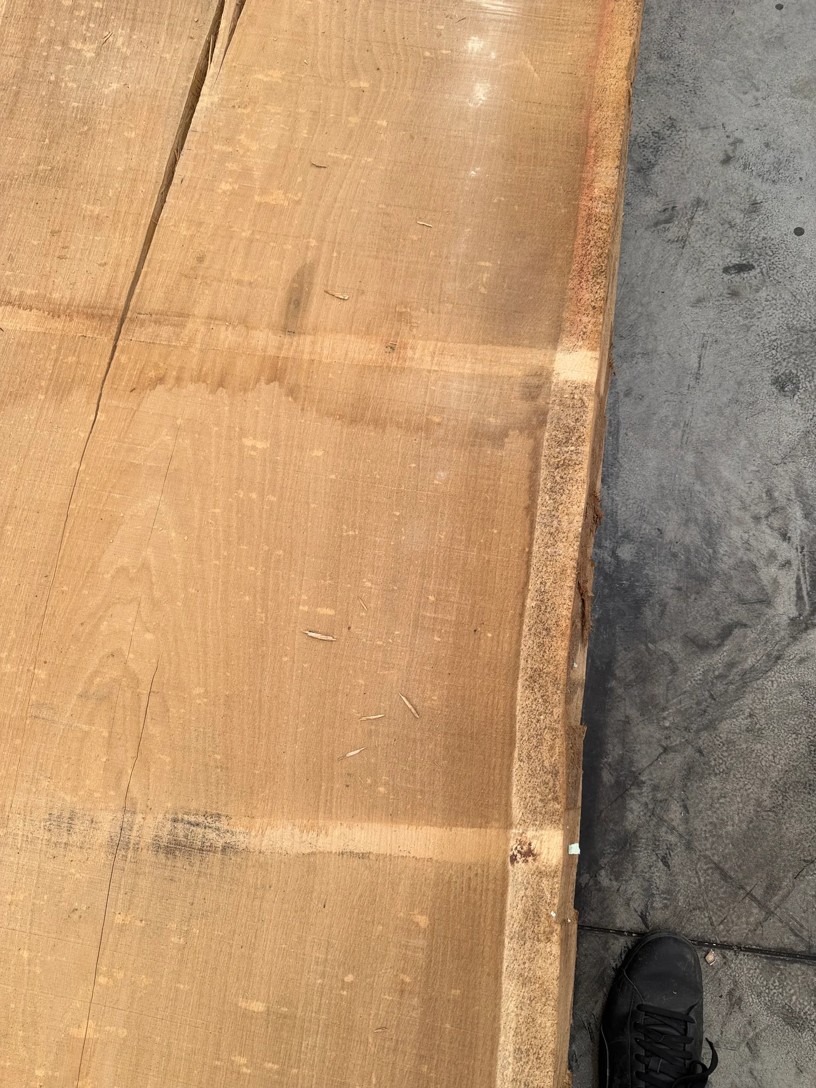 End-grain view of the European Oak slab showing thickness, dense oak texture, and natural edge profile.