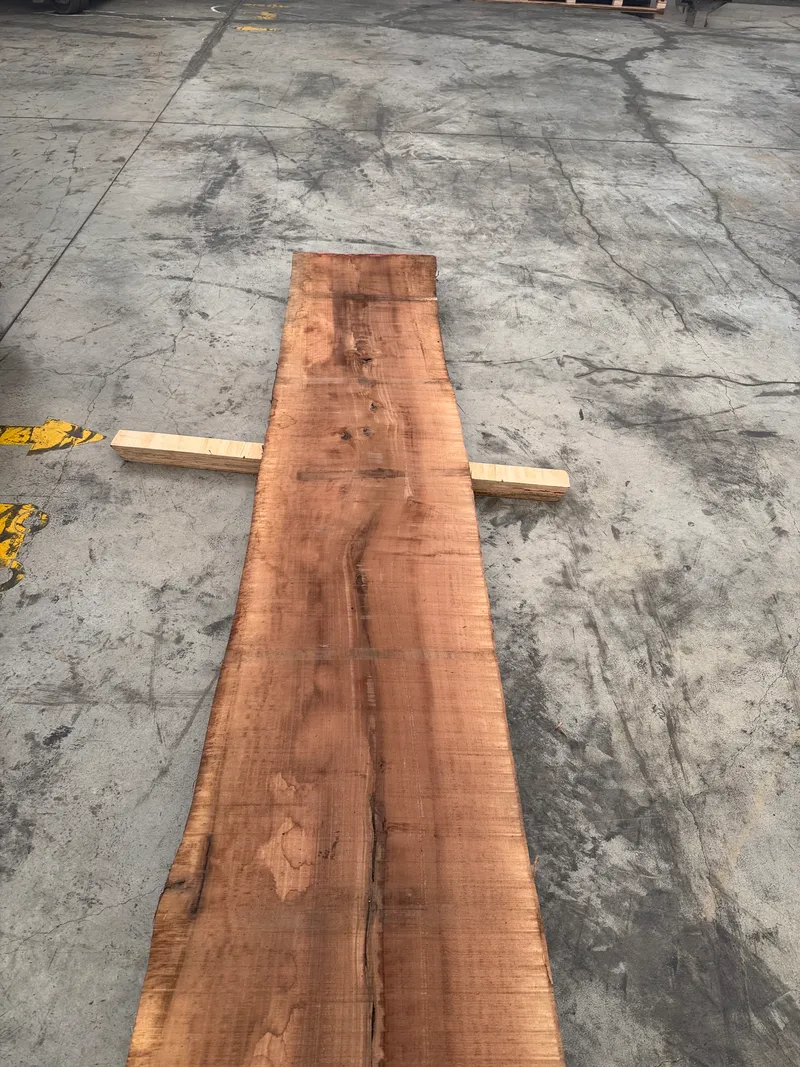 European Walnut 3