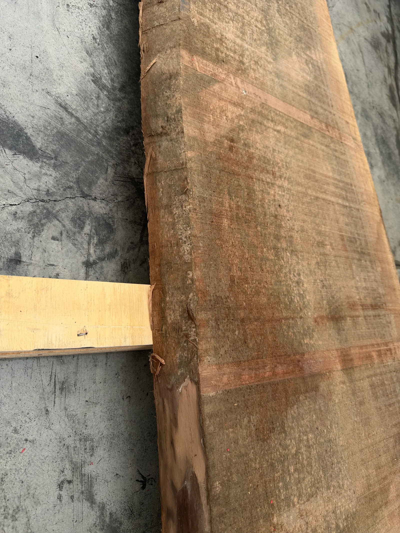 Close edge view of the walnut slab showing the live edge, bark line remnants, and natural surface variation.