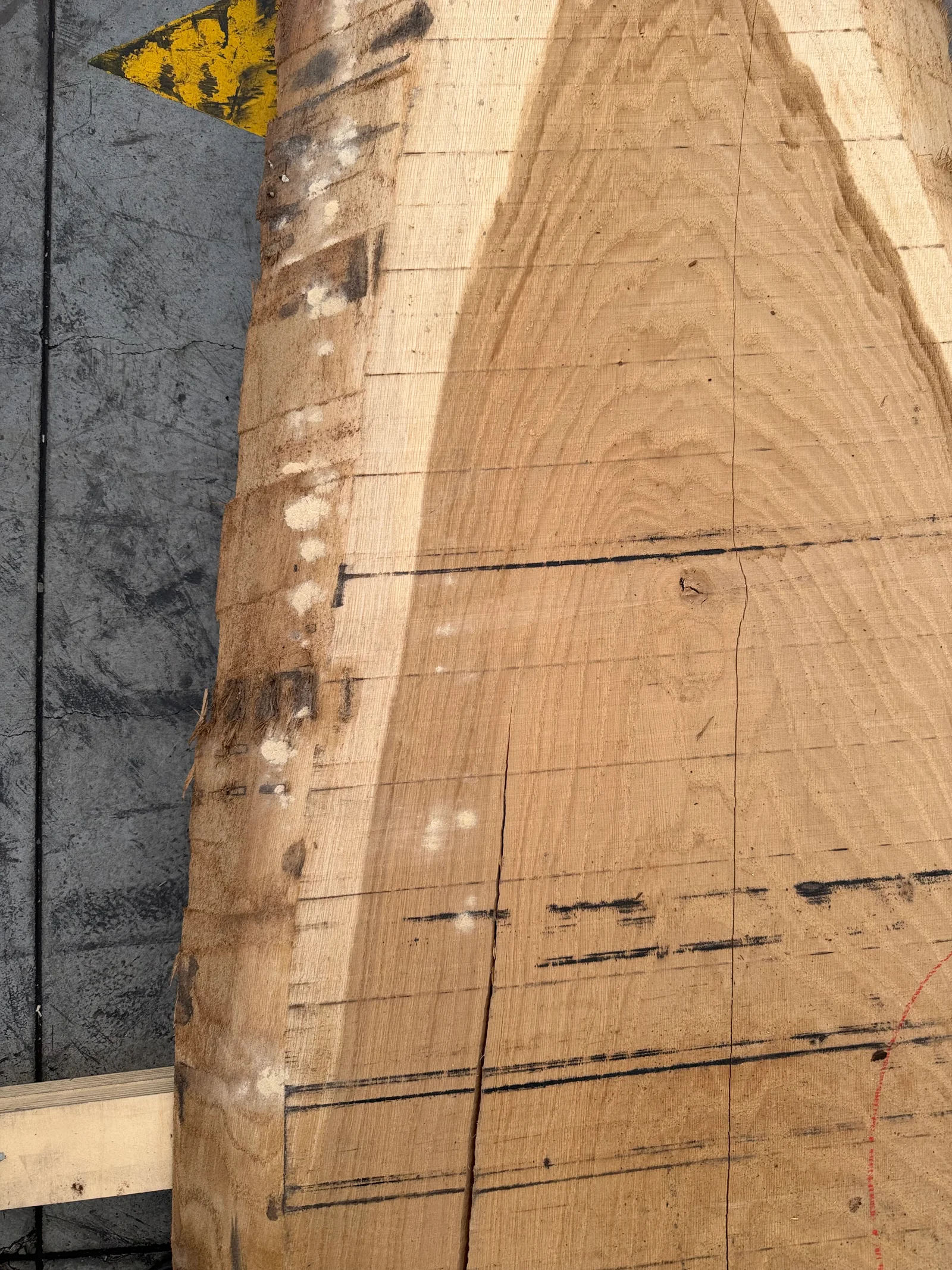End grain view of the European oak slab showing the cut profile, edge shape, and drying-related checking marks.