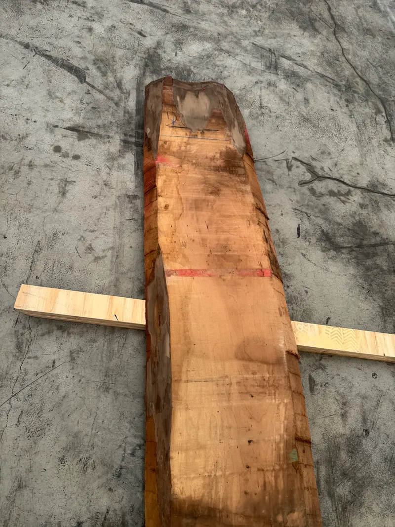 European Walnut 3