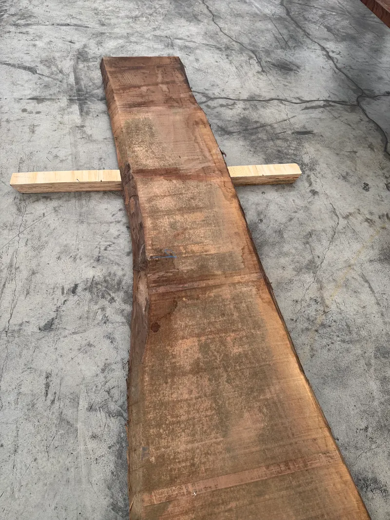 European Walnut 4