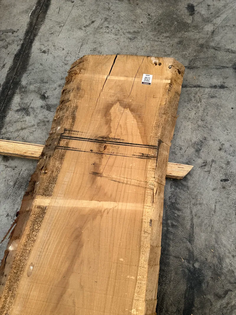 European Oak 4