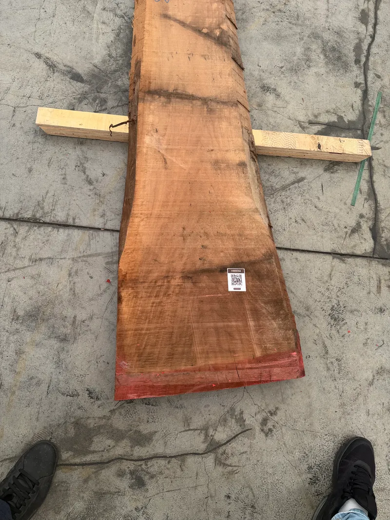 European Walnut 5
