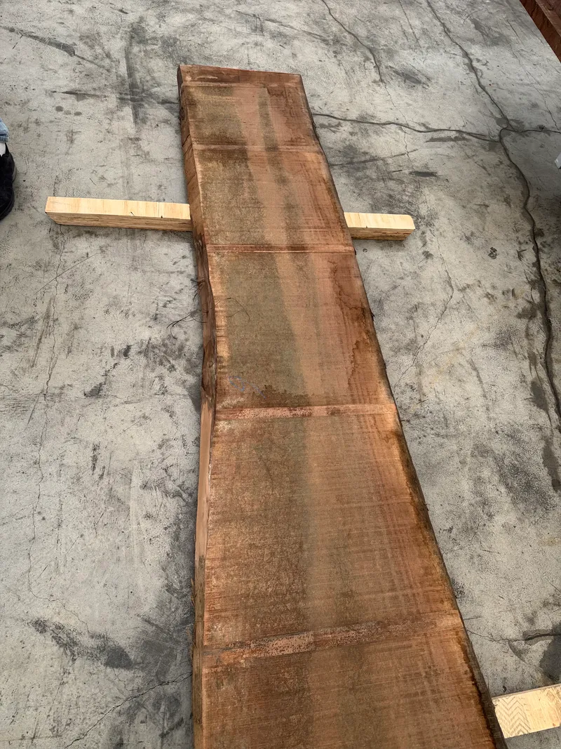 European Walnut 4
