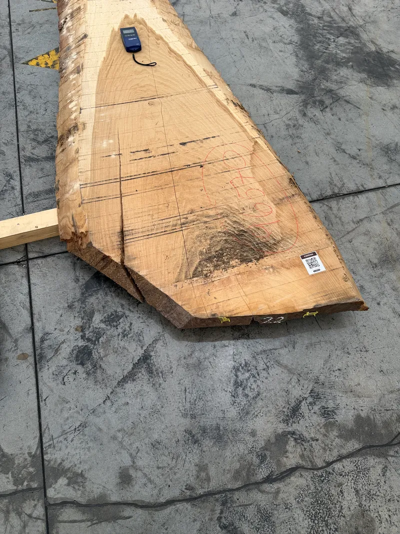European Oak 3