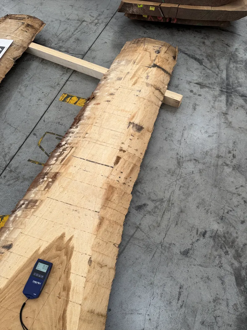 European Oak 4