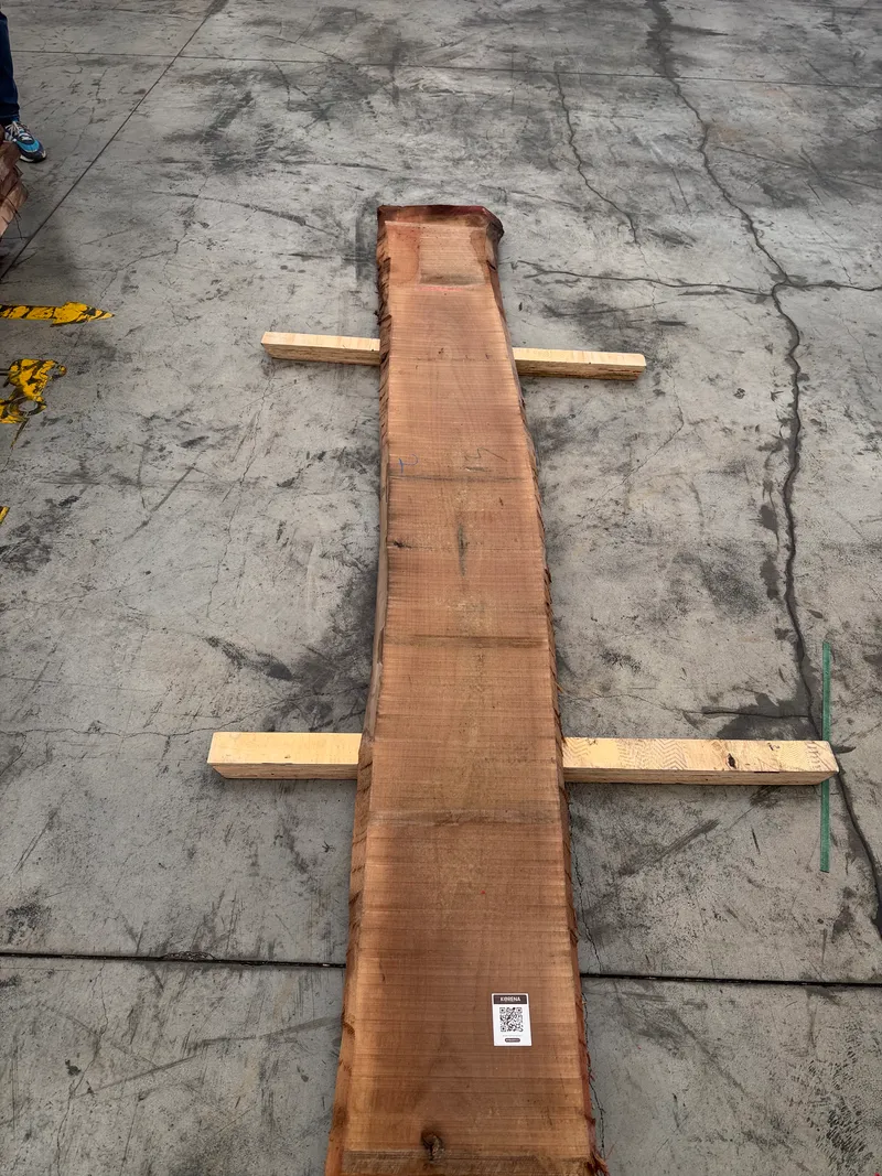 European Walnut 4