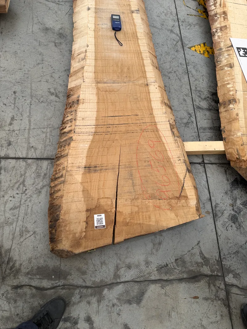 European Oak 4