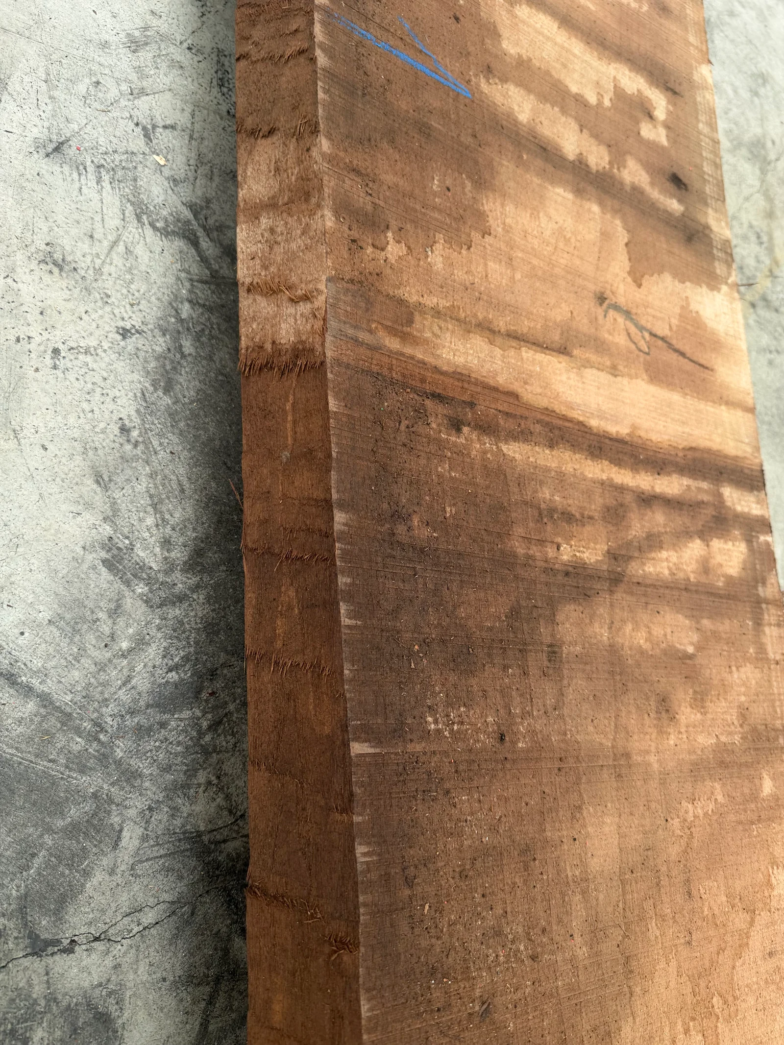Close edge view of European walnut showing rough live-edge texture, warm colour, and sapwood contrast.