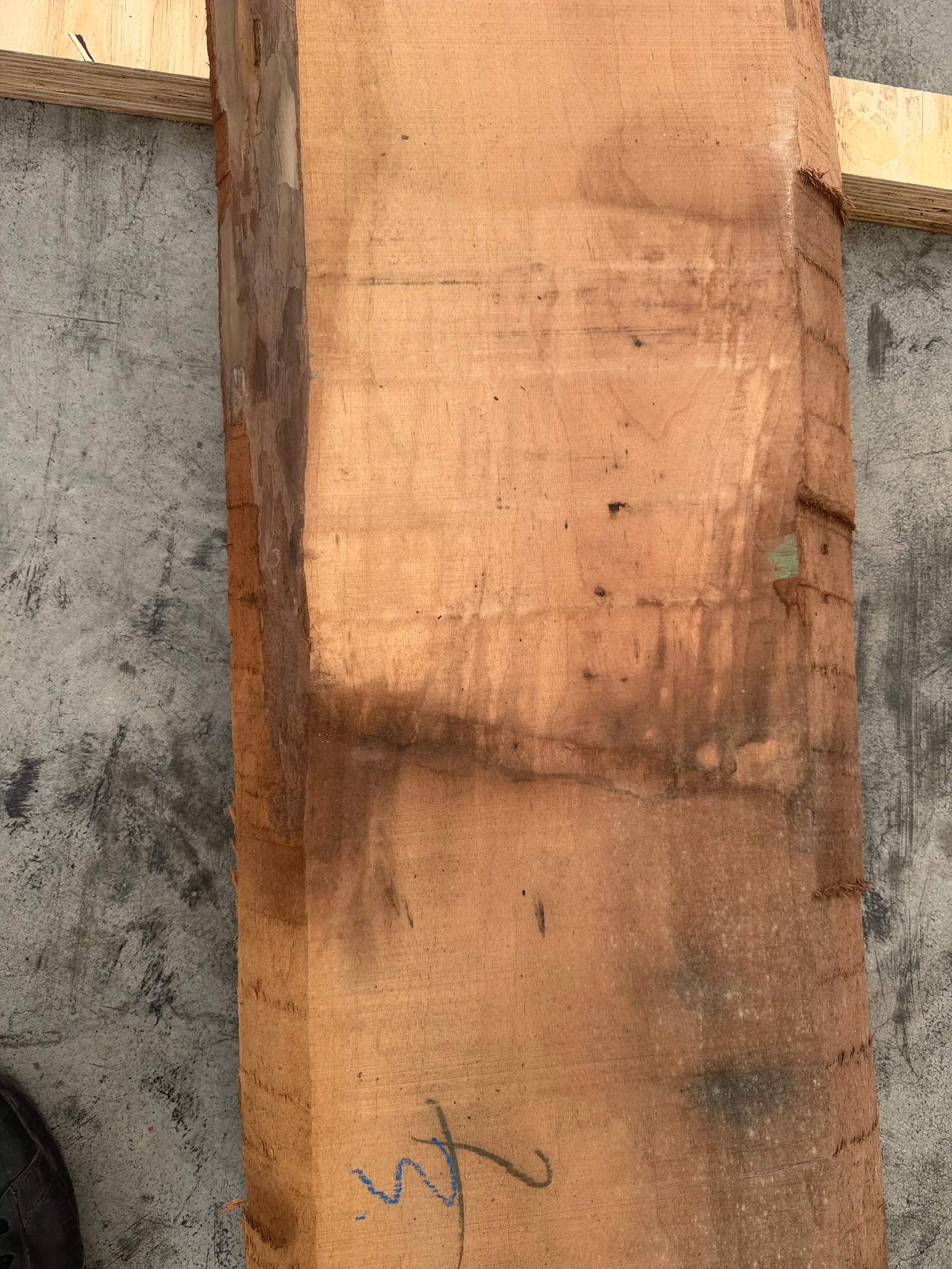 End grain view of European Walnut showing the slab’s thickness and natural wood movement at the cut end.
