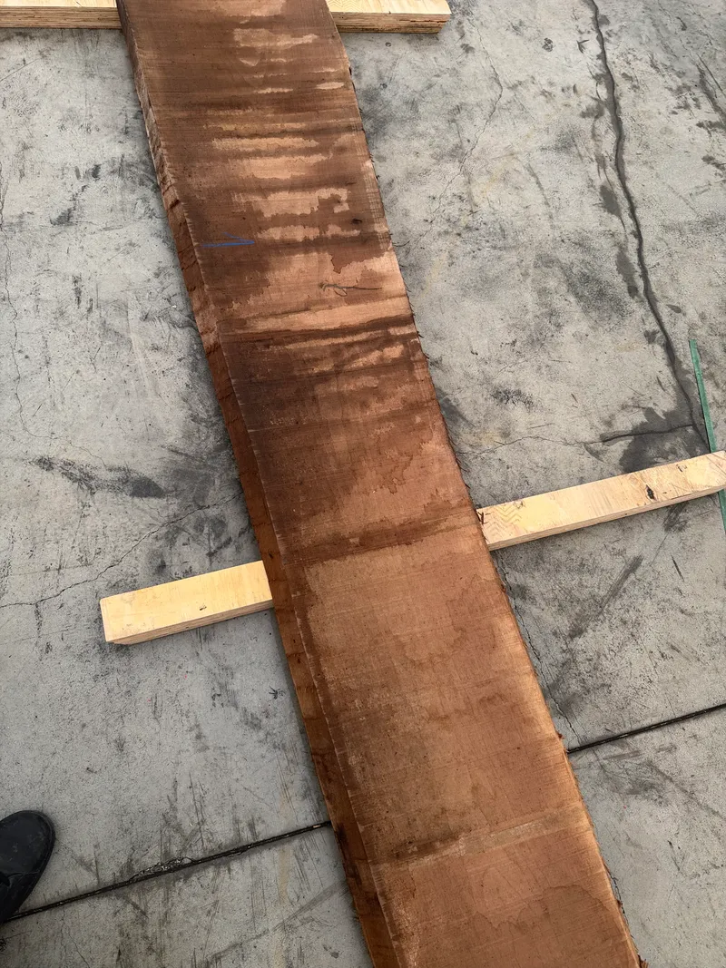 European Walnut 4
