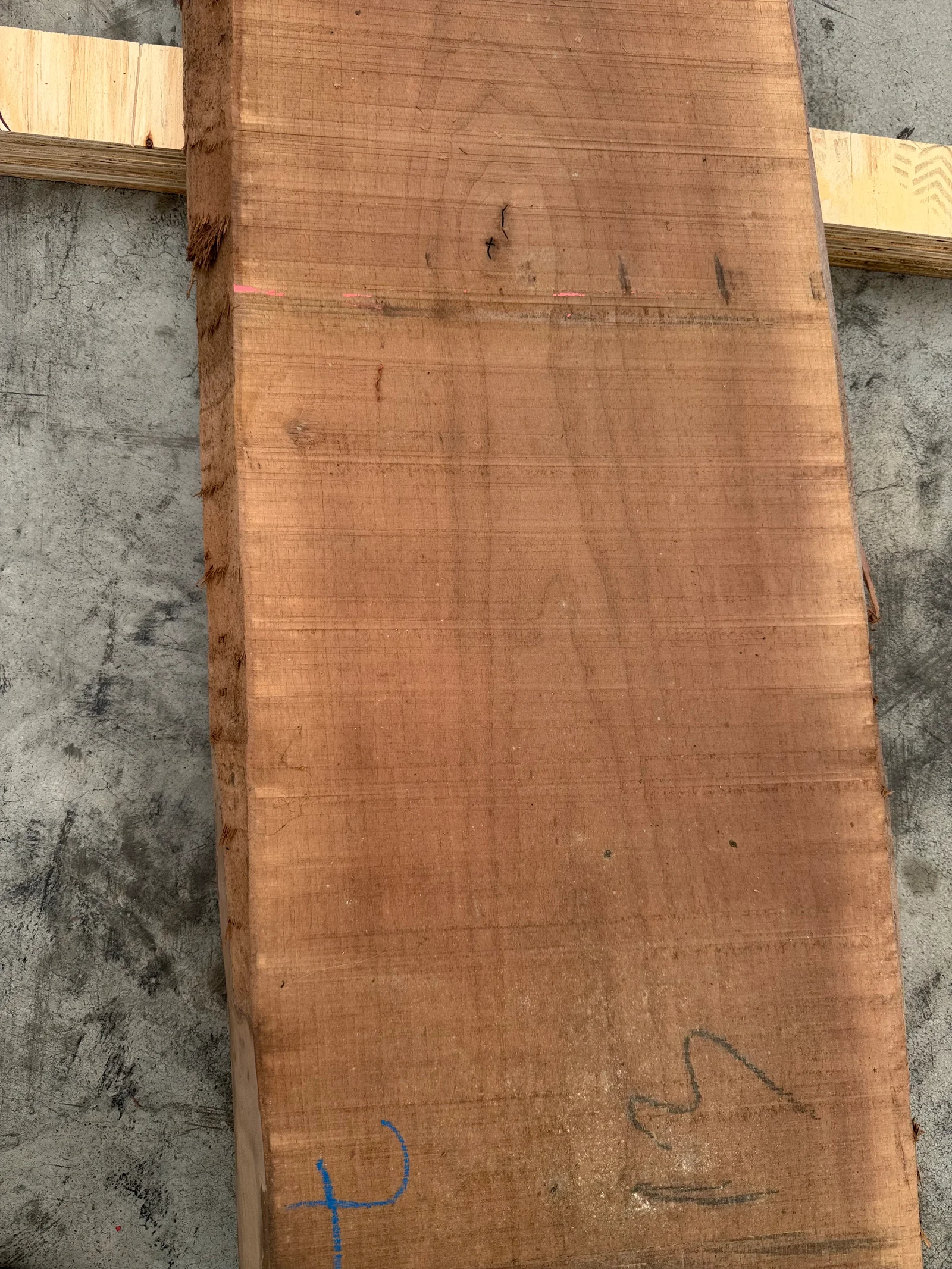 End-grain view of the European Walnut slab, revealing thickness and the raw cut face at the board end.