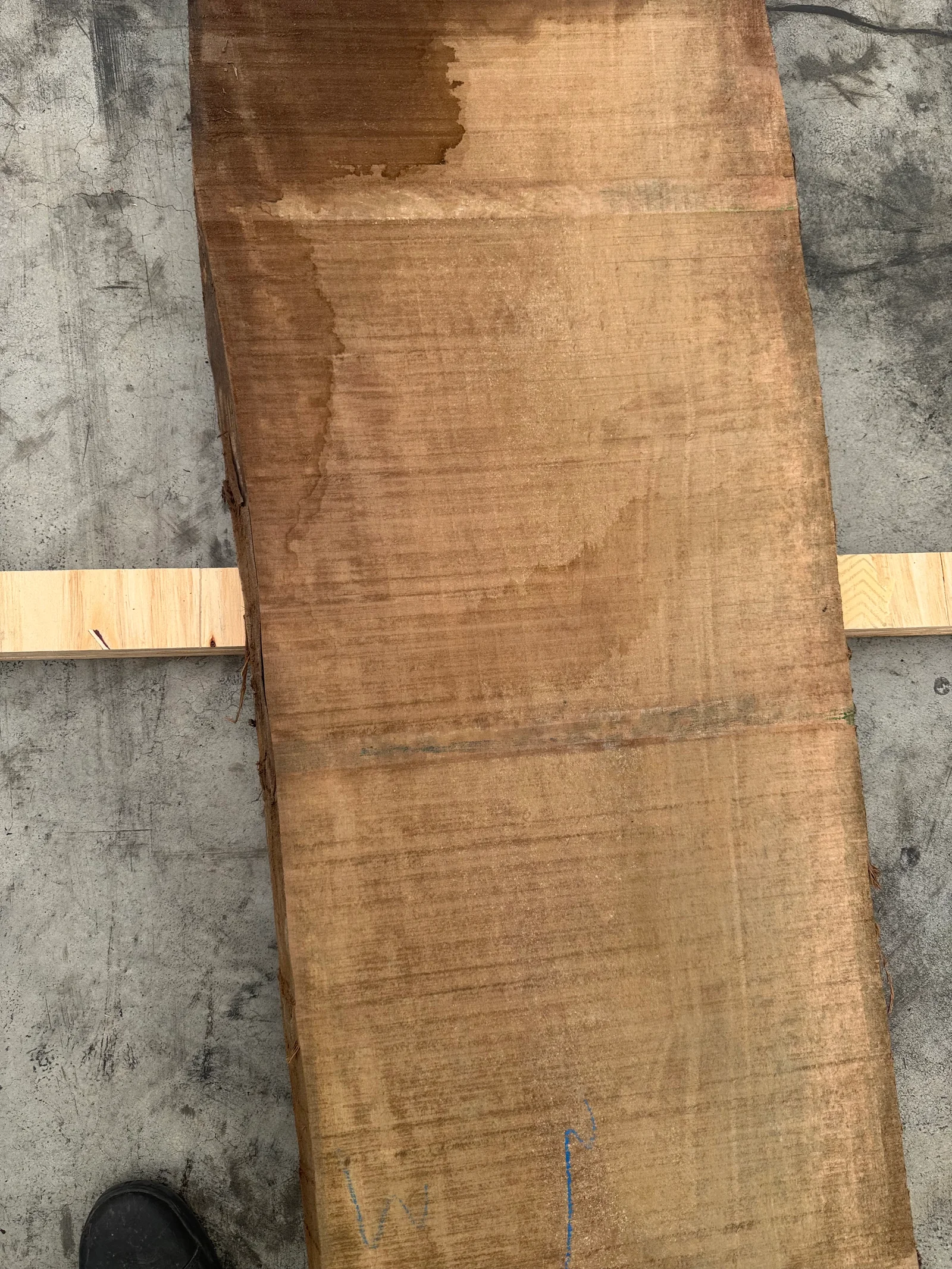 End-grain view of the European Walnut slab, showing thickness and the natural edge transition.
