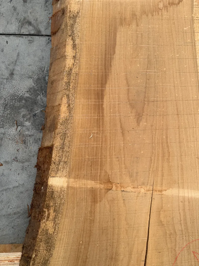 European Oak — End grain