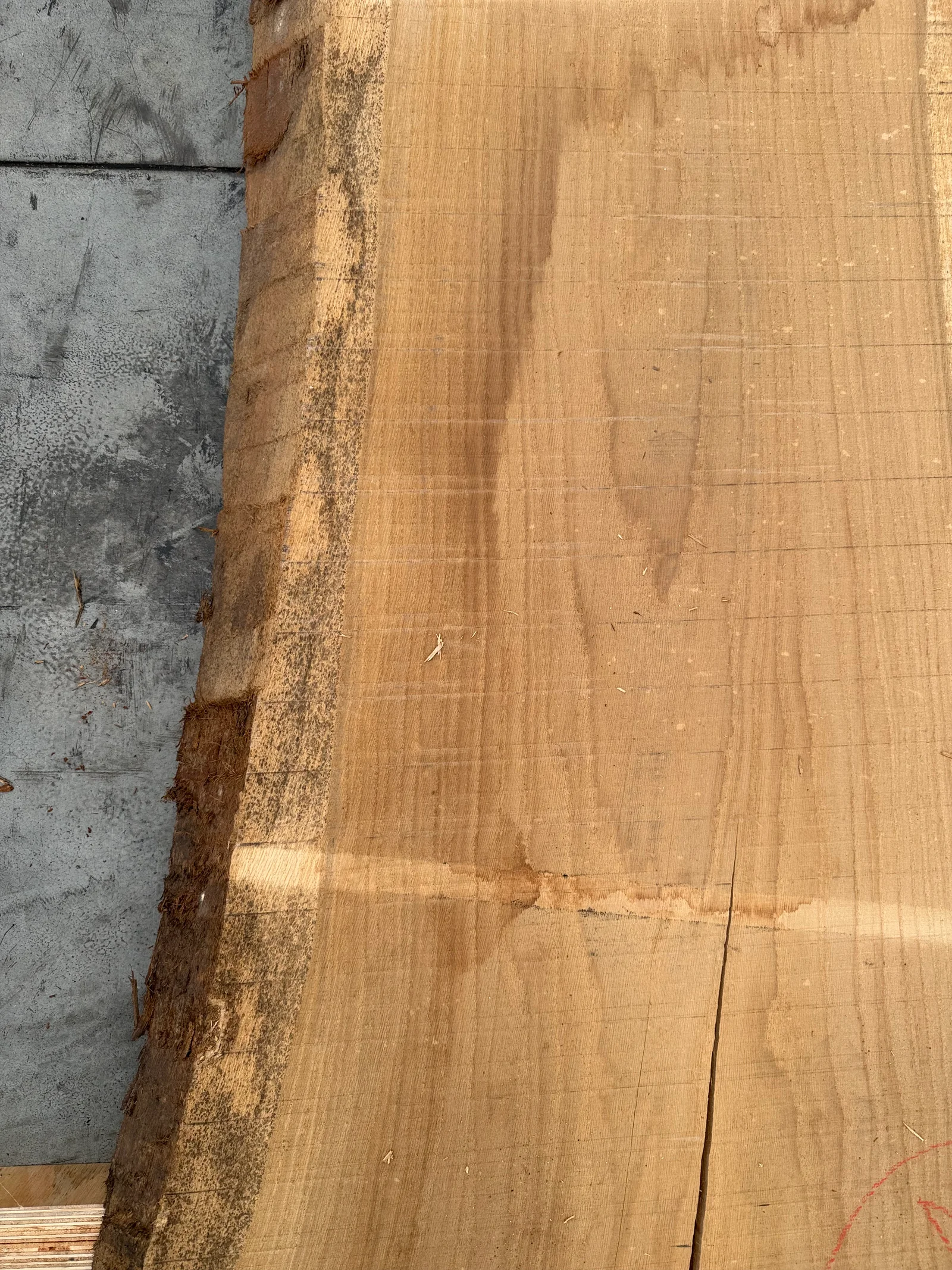End-grain view of the European oak slab showing thickness, growth structure, and the split at the lower end.