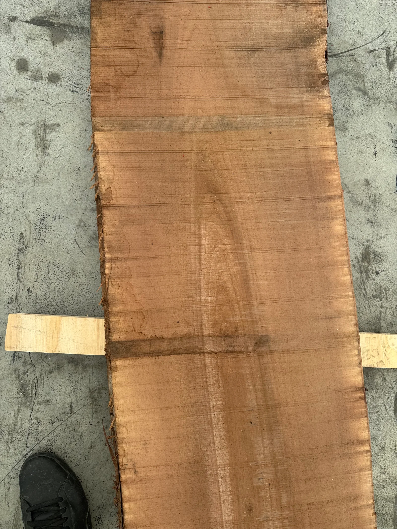 End grain view showing the walnut slab’s thickness, surface texture, and natural edge transition.