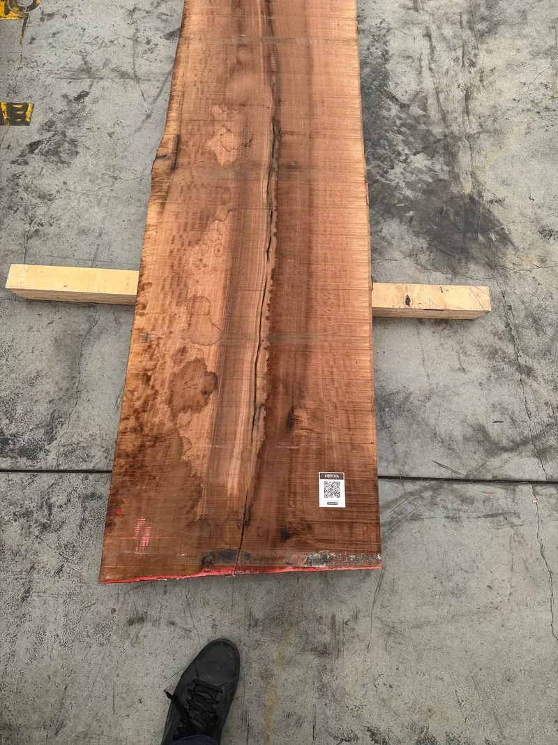 European Walnut 4