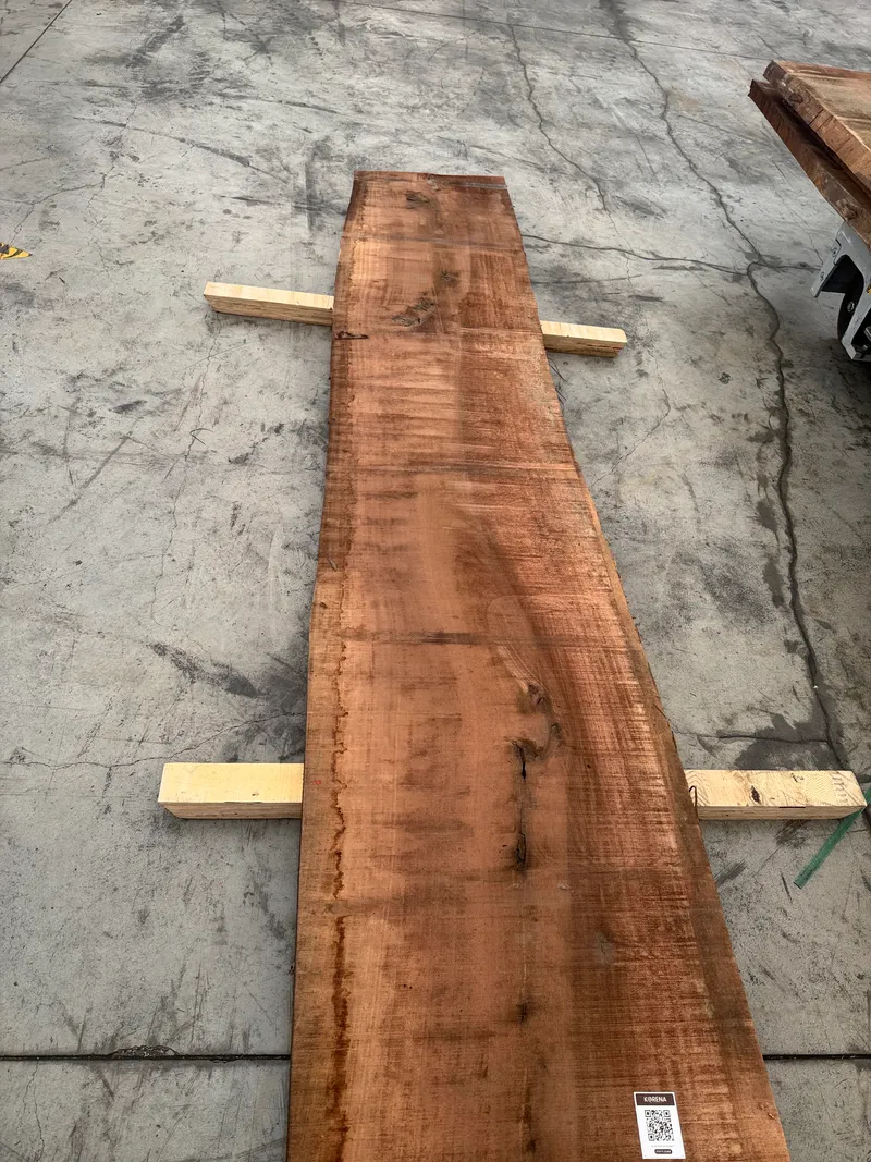 European Walnut 5