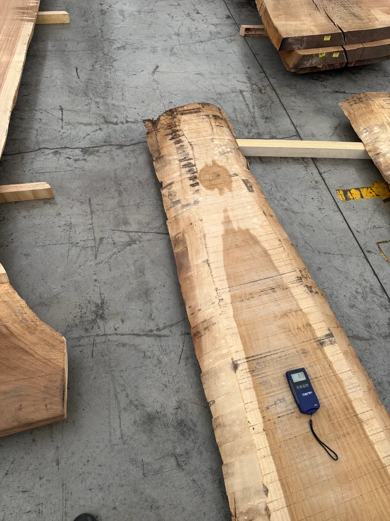 European Oak 3