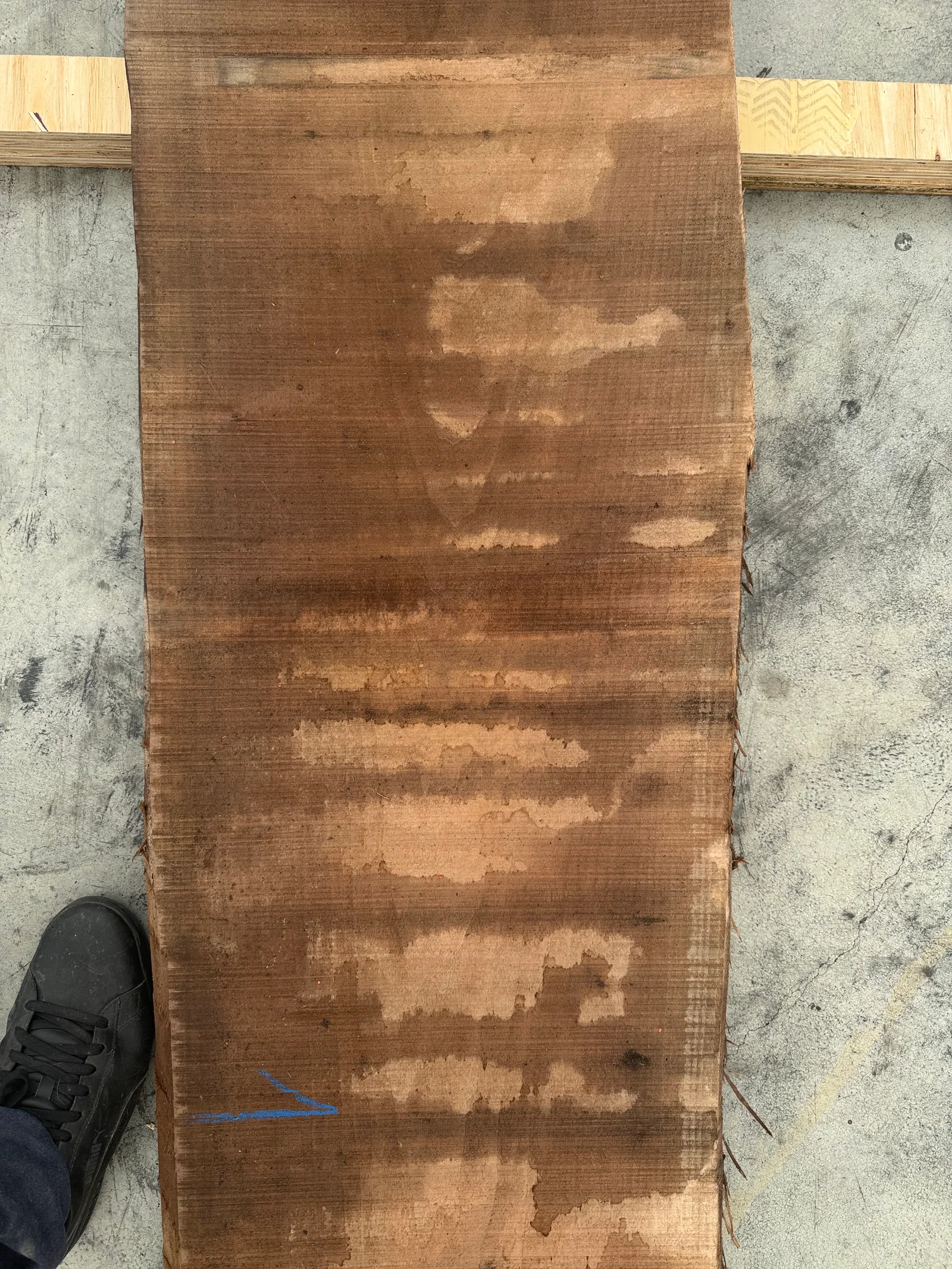 End-grain view of European walnut slab revealing thickness, straight grain, and natural edge texture.