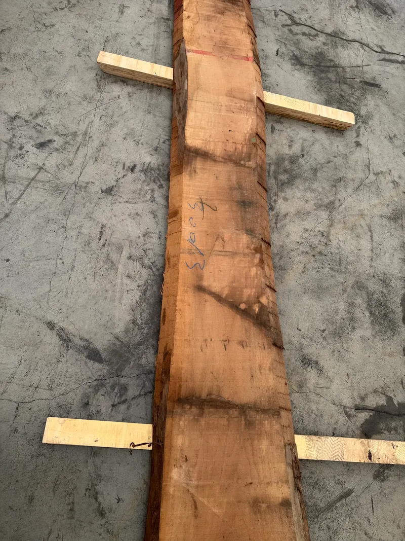 European Walnut 4
