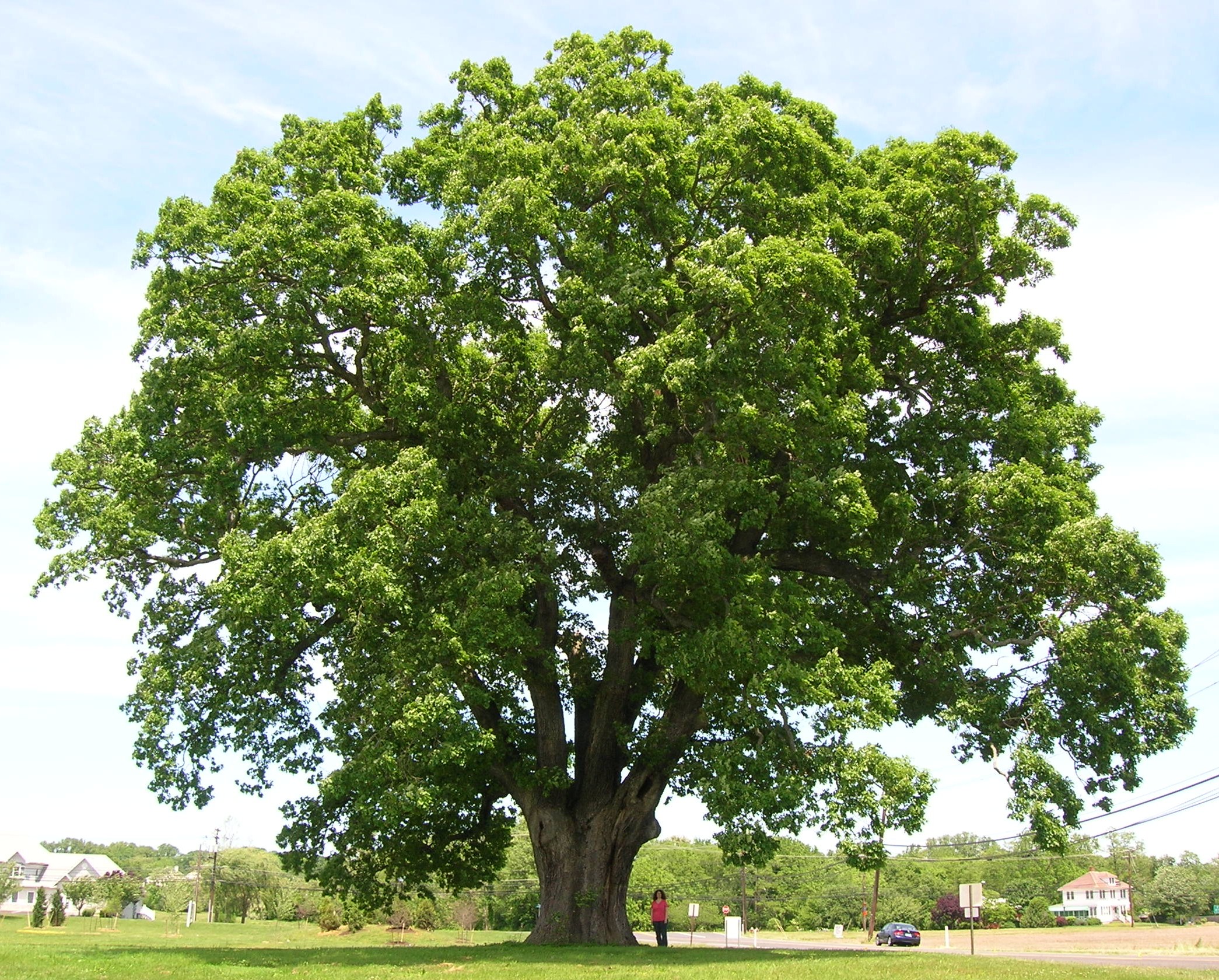 White Oak tree