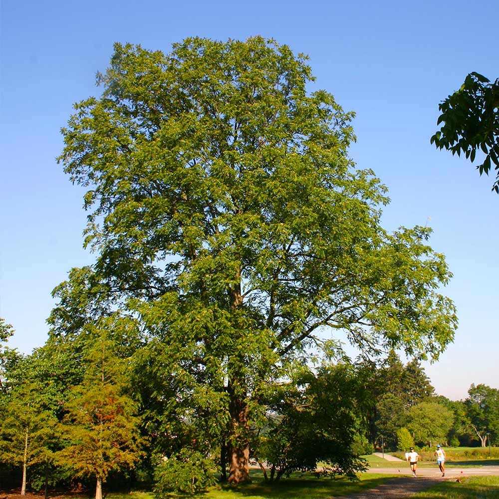 Black Walnut tree
