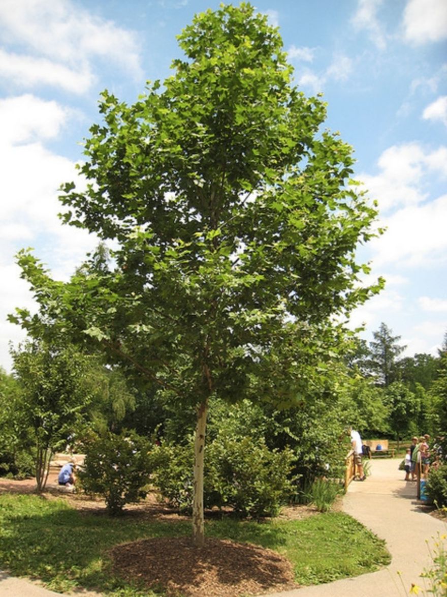 London Plane tree