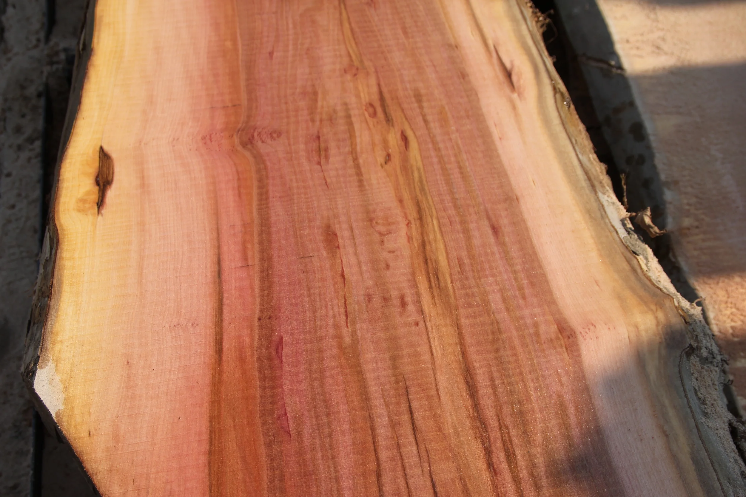 London Plane grain