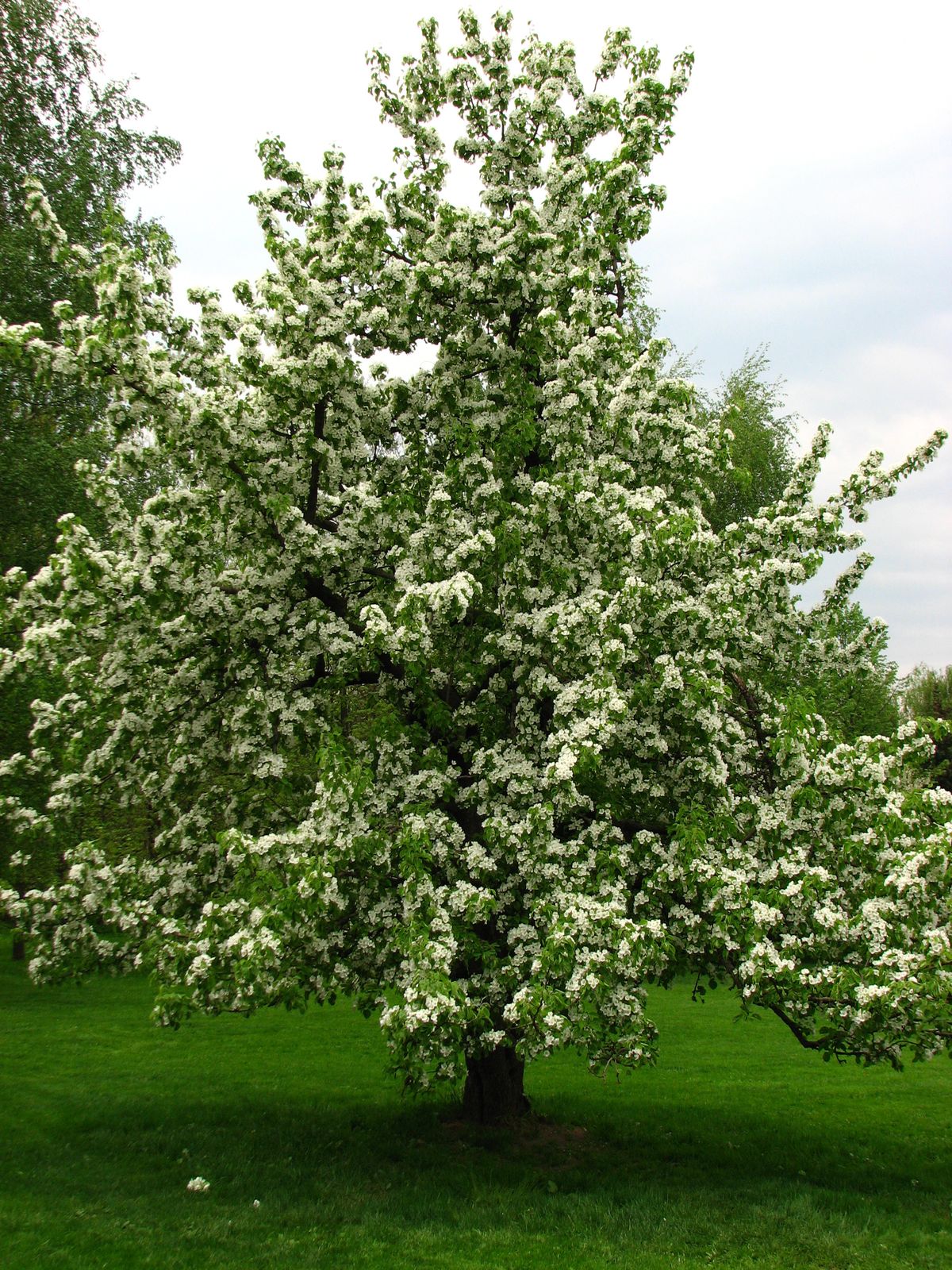 European Pear tree