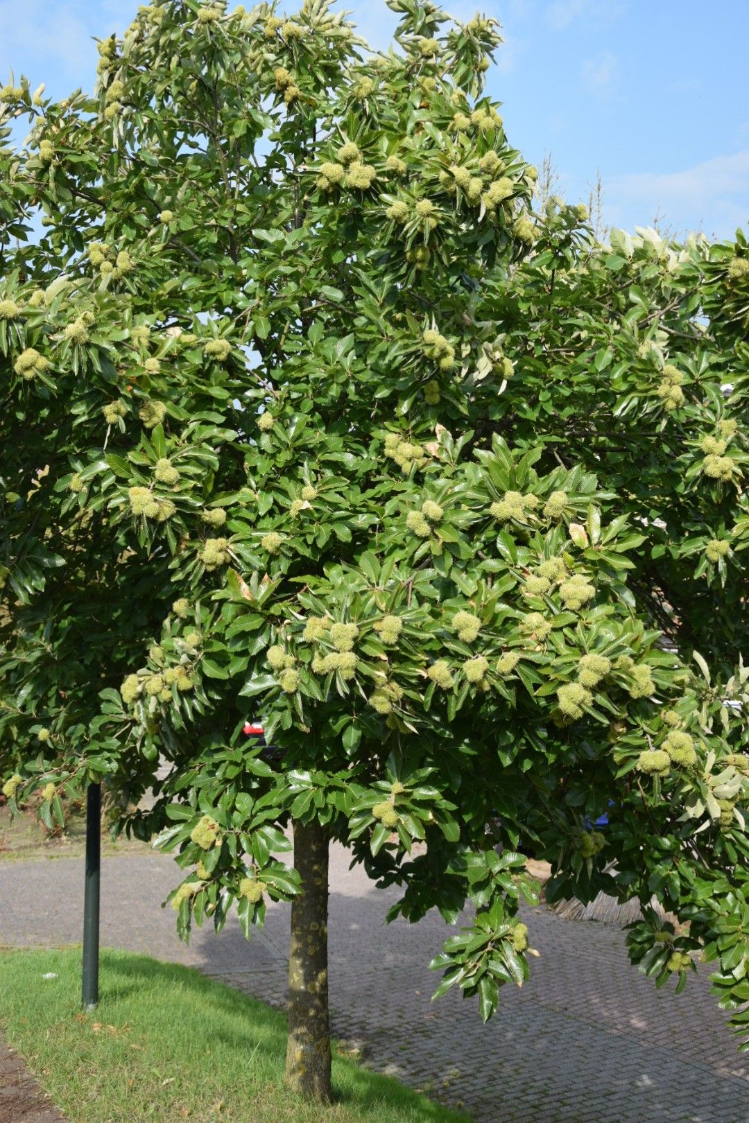 Sweet Chestnut tree