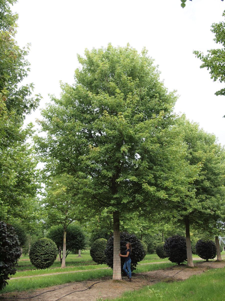 Hard Maple tree