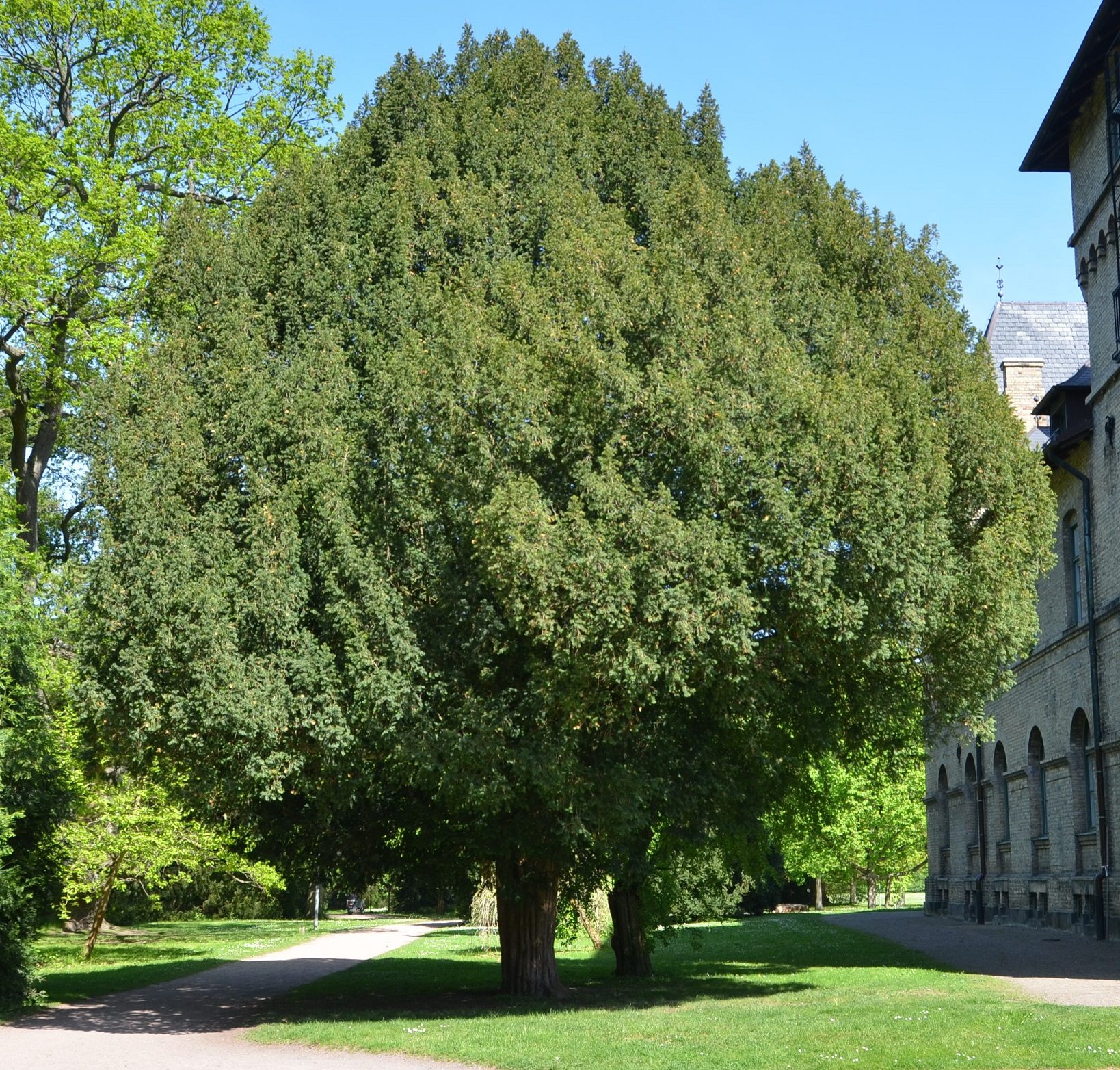European Yew tree