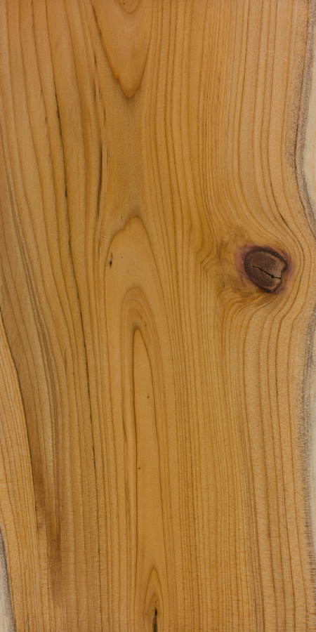 European Yew grain
