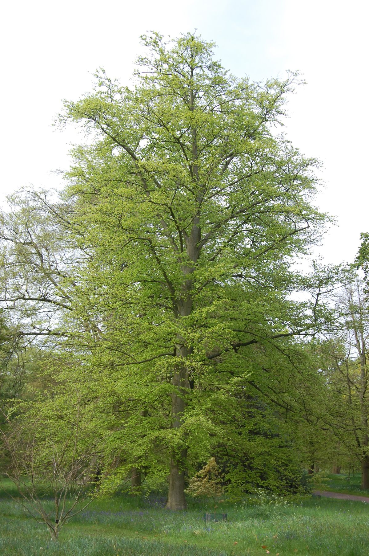 European Beech tree
