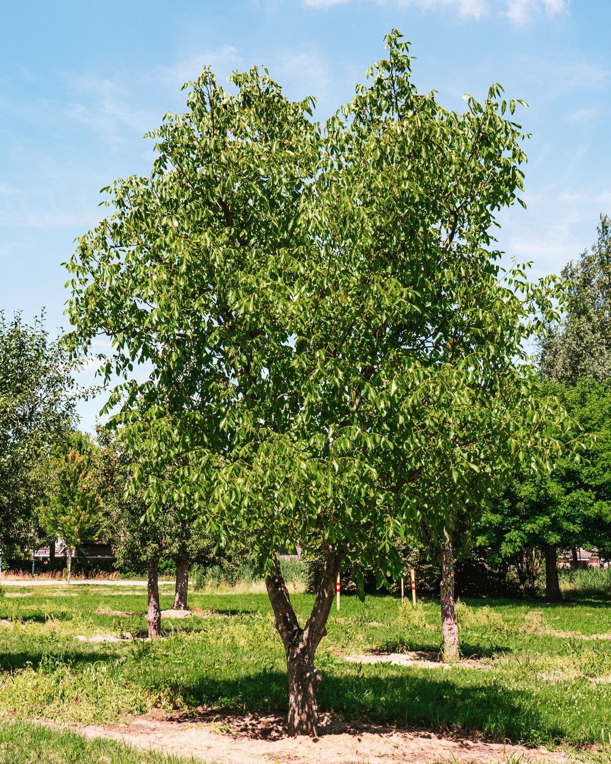 European Walnut tree