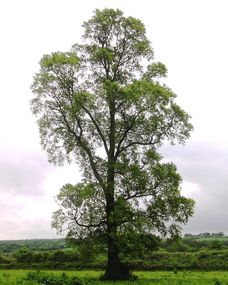English Elm tree
