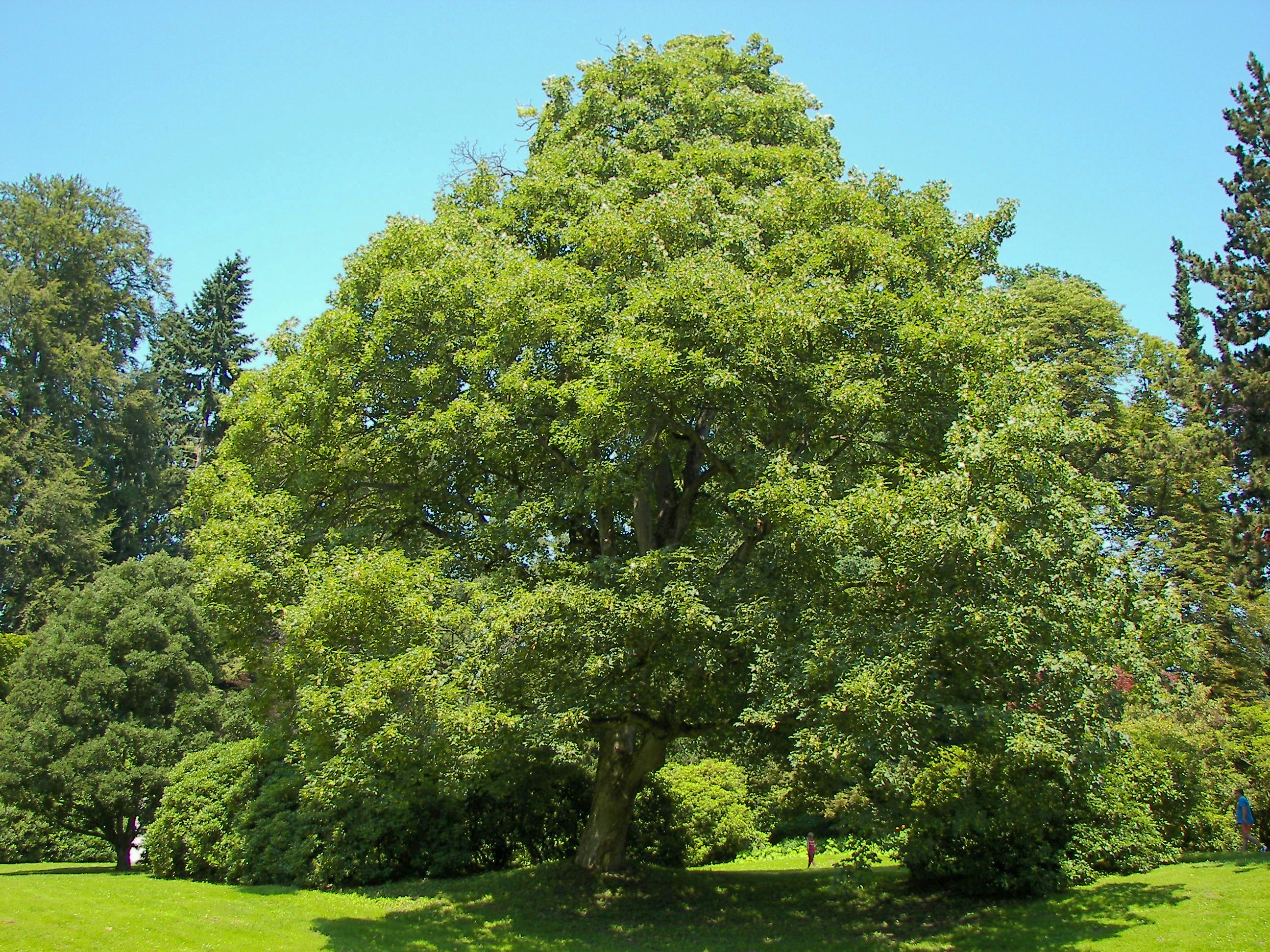 Sycamore Maple tree