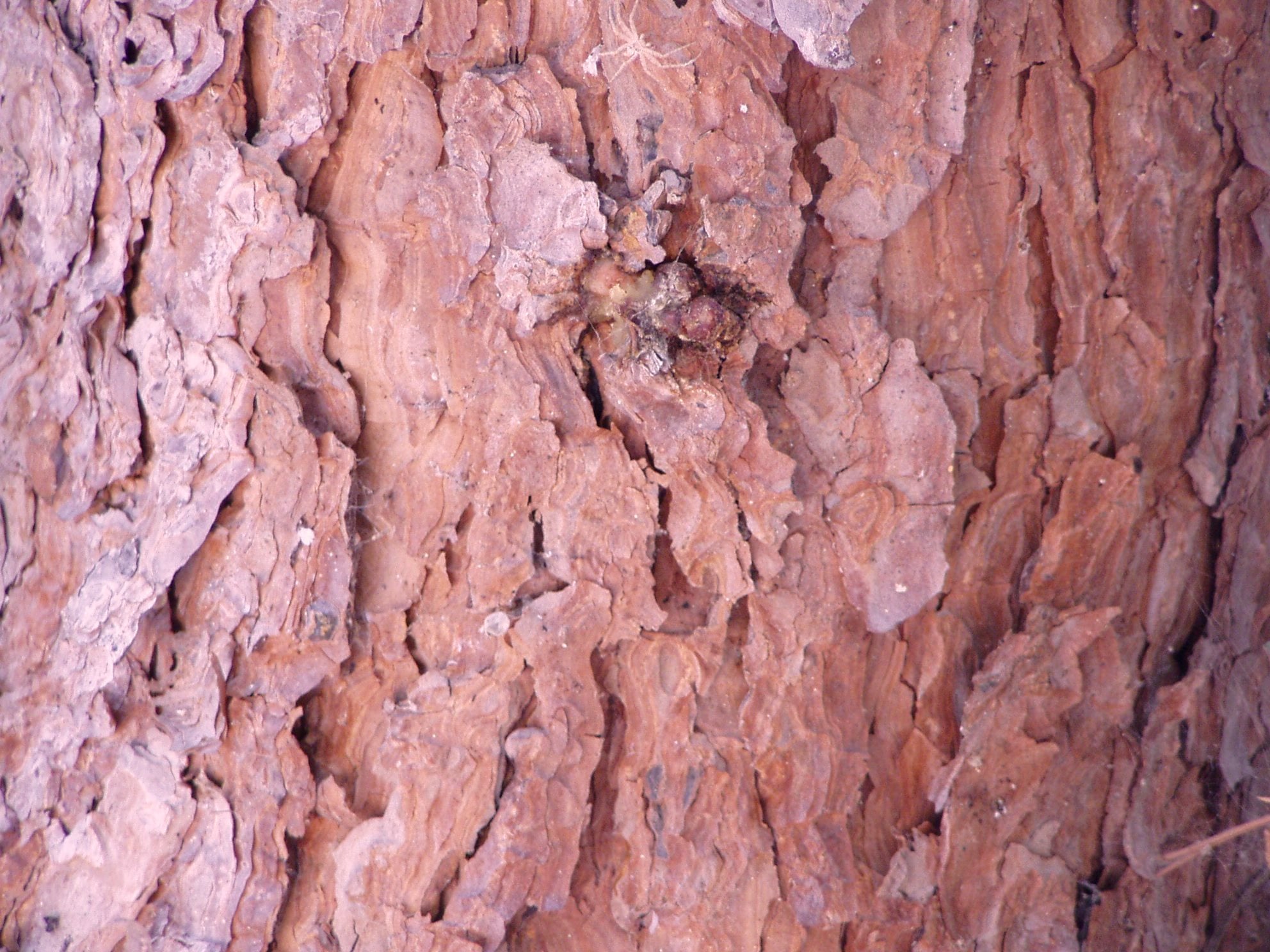 Aleppo Pine bark