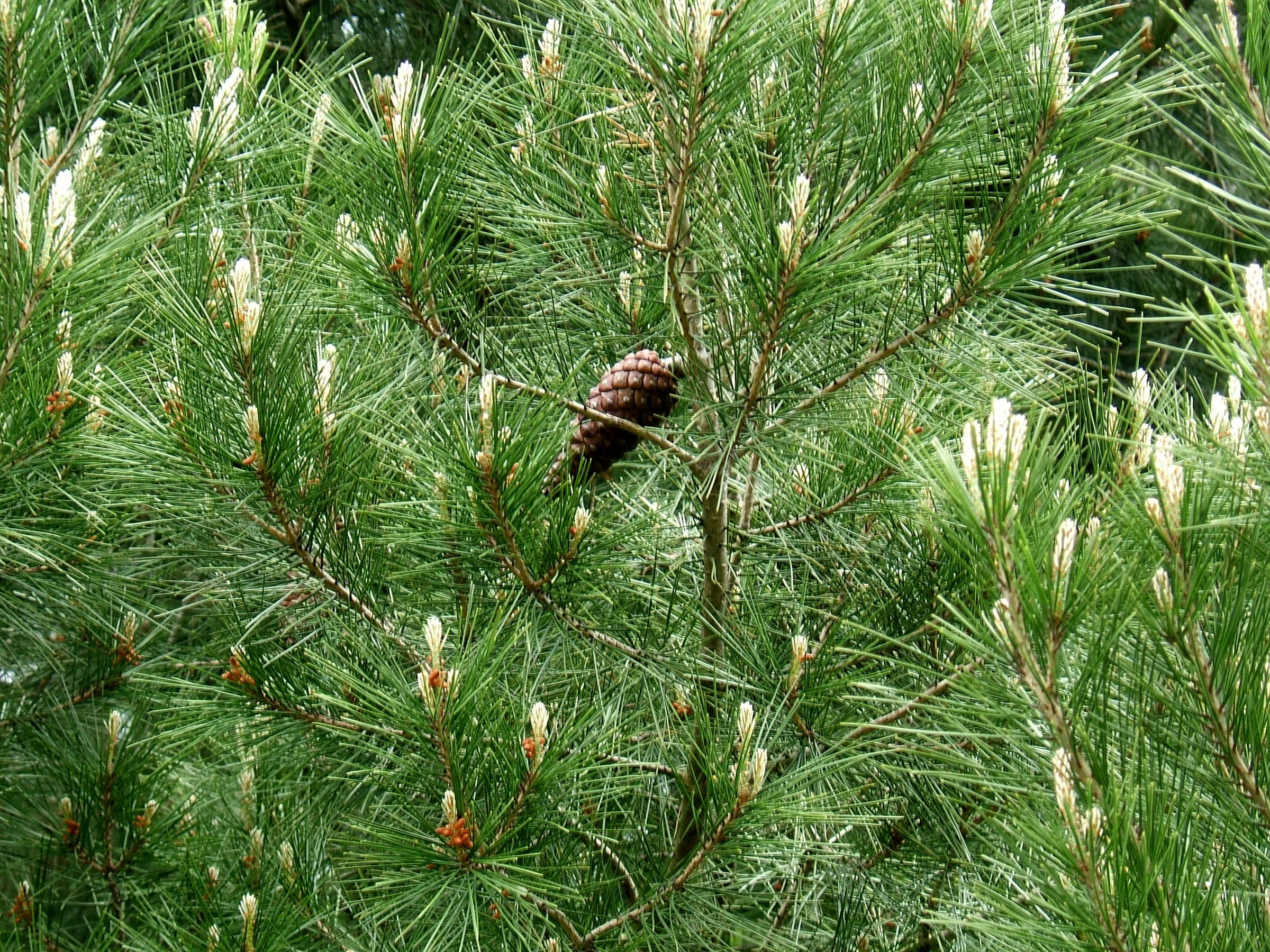 Aleppo Pine leaf