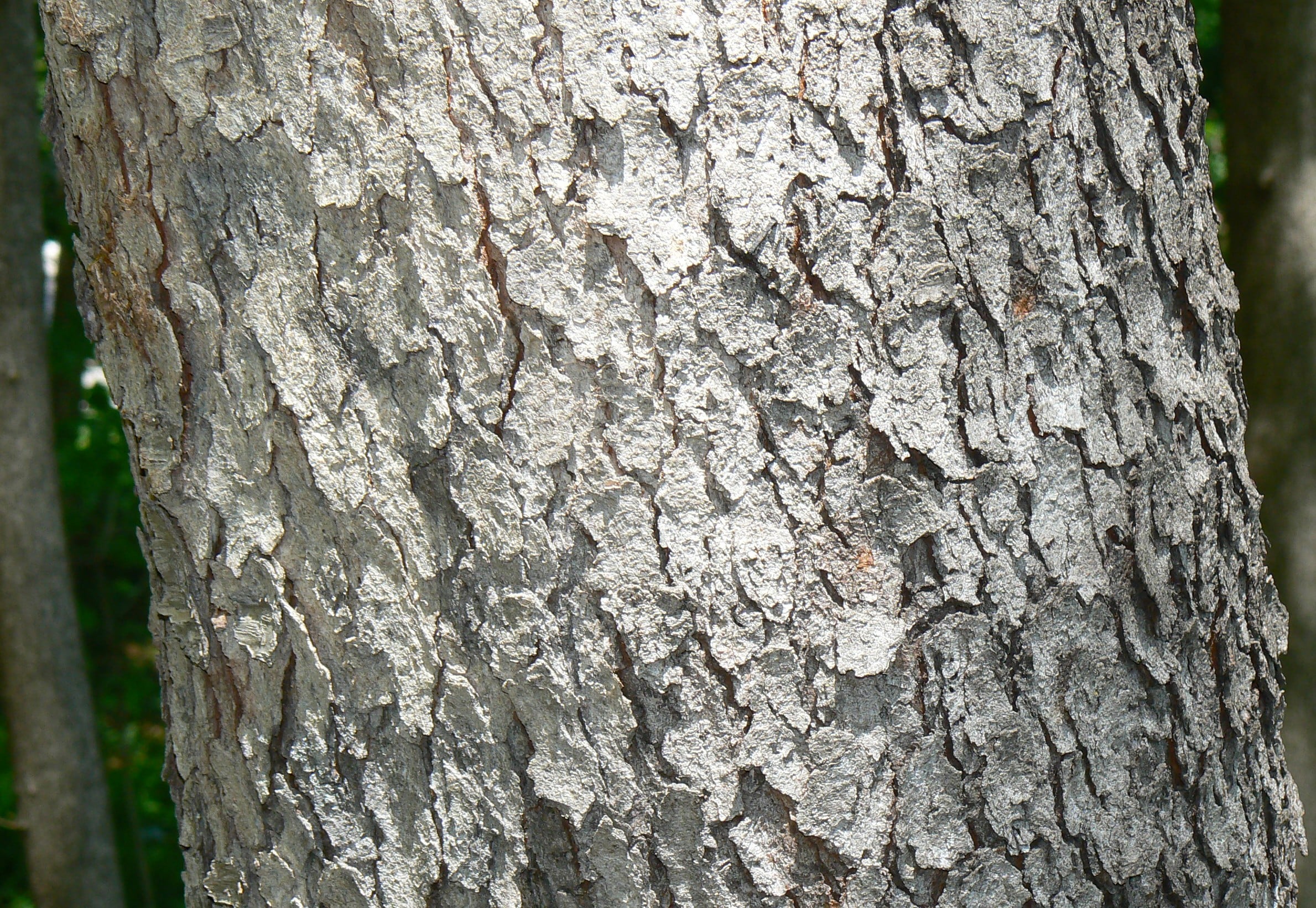 Black Cherry bark