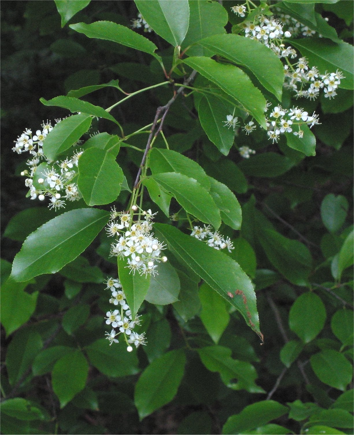 Black Cherry tree