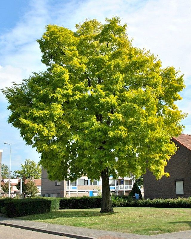 Black Locust / Robinia tree