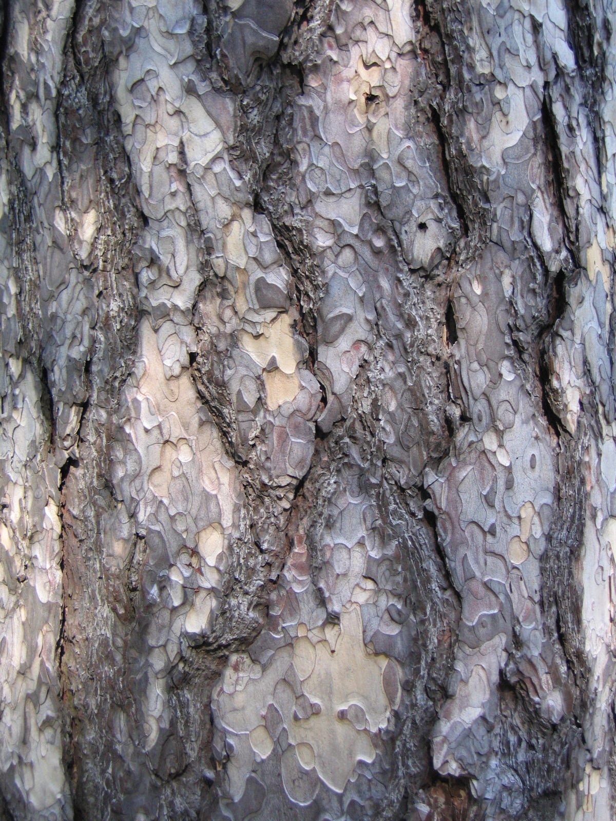 Black Pine bark